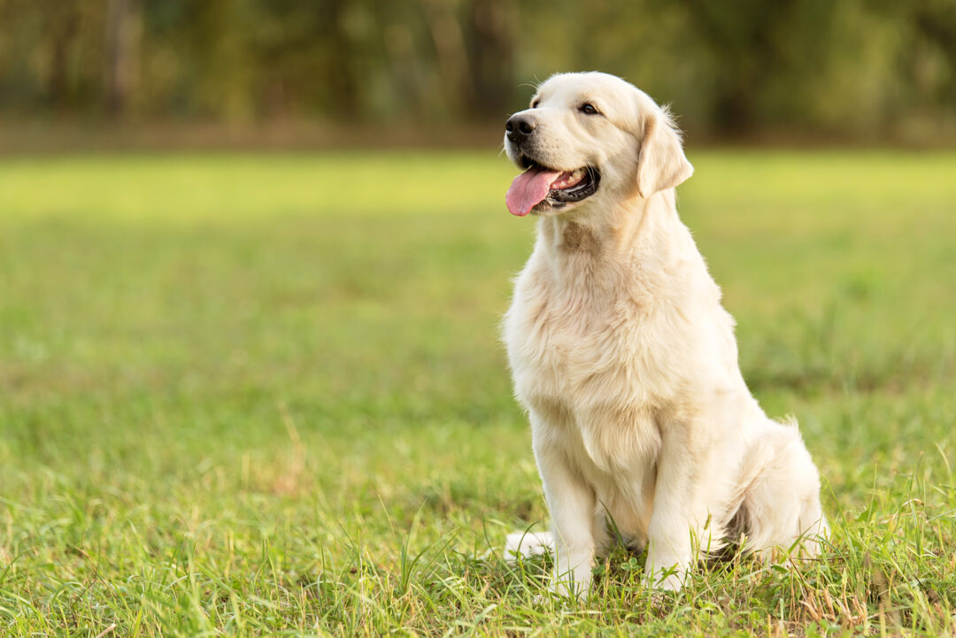 Top 5 Golden Retriever Haircuts And Grooming Styles