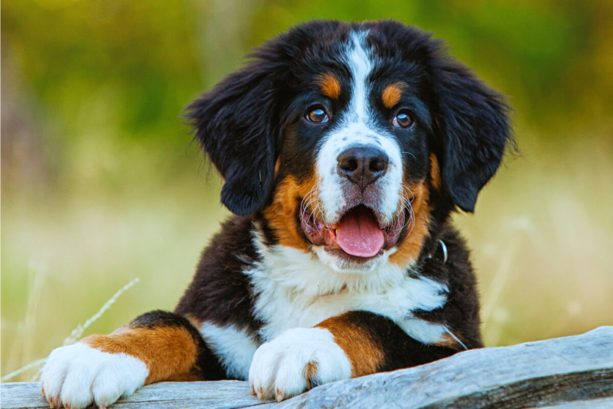 The 3 Bernese Mountain Dog Colors & Markings