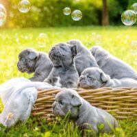 French Bulldog puppies in a basket