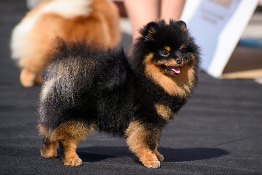 A Complete Guide To 25 Gorgeous Pomeranian Colors