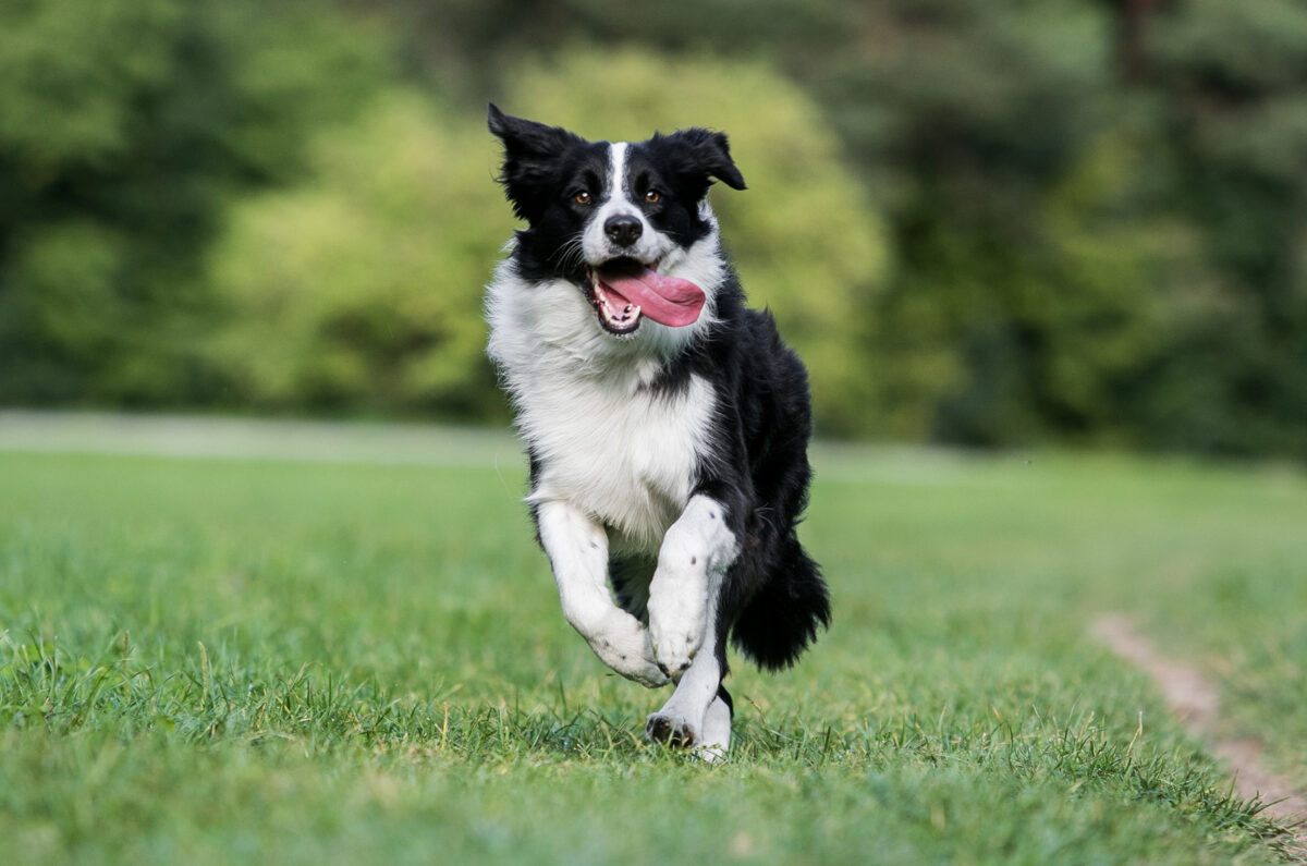 24 Best Family Dog Breeds That Will Brighten Your Life   Black And White Border Collie Running On The Green Grass 1 1200x795 