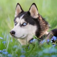 Siberian Husky lies in the grass