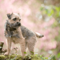 Border Terriers stand in the forest on a tree