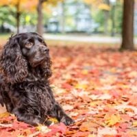 Boykin Spaniel lying outside on dry leaves