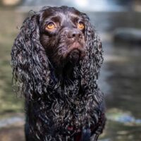 portrait of a beautiful Boykin Spaniel