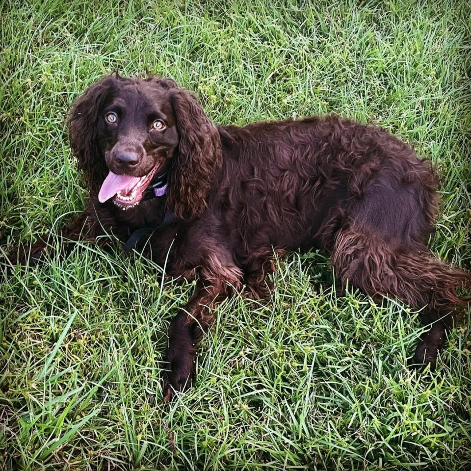 Boykin Spaniel Shedding 101