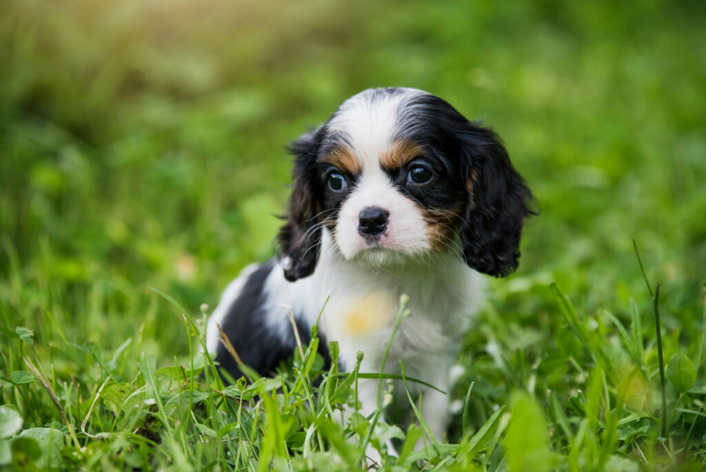 39 Best Lap Dog Breeds: Ultimate List Of Ultimate Cuddlers