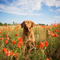 Chesapeake Bay Retriever in a field of poppies