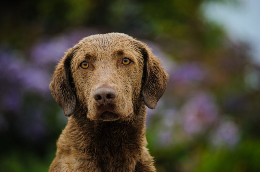 The 10 Best Chesapeake Bay Retriever Breeders In U.S.