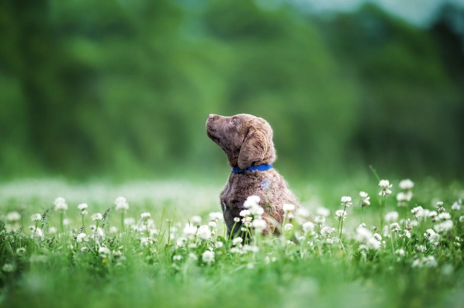 the-10-best-chesapeake-bay-retriever-breeders-in-u-s