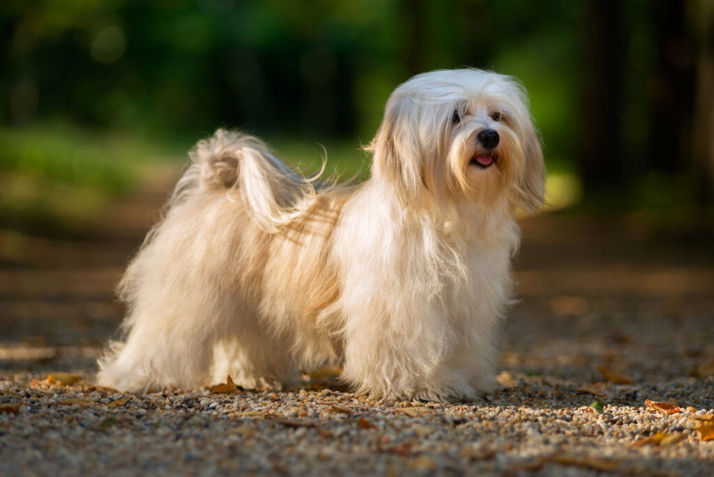 25 Havanese Colors That Will Blow Your Mind