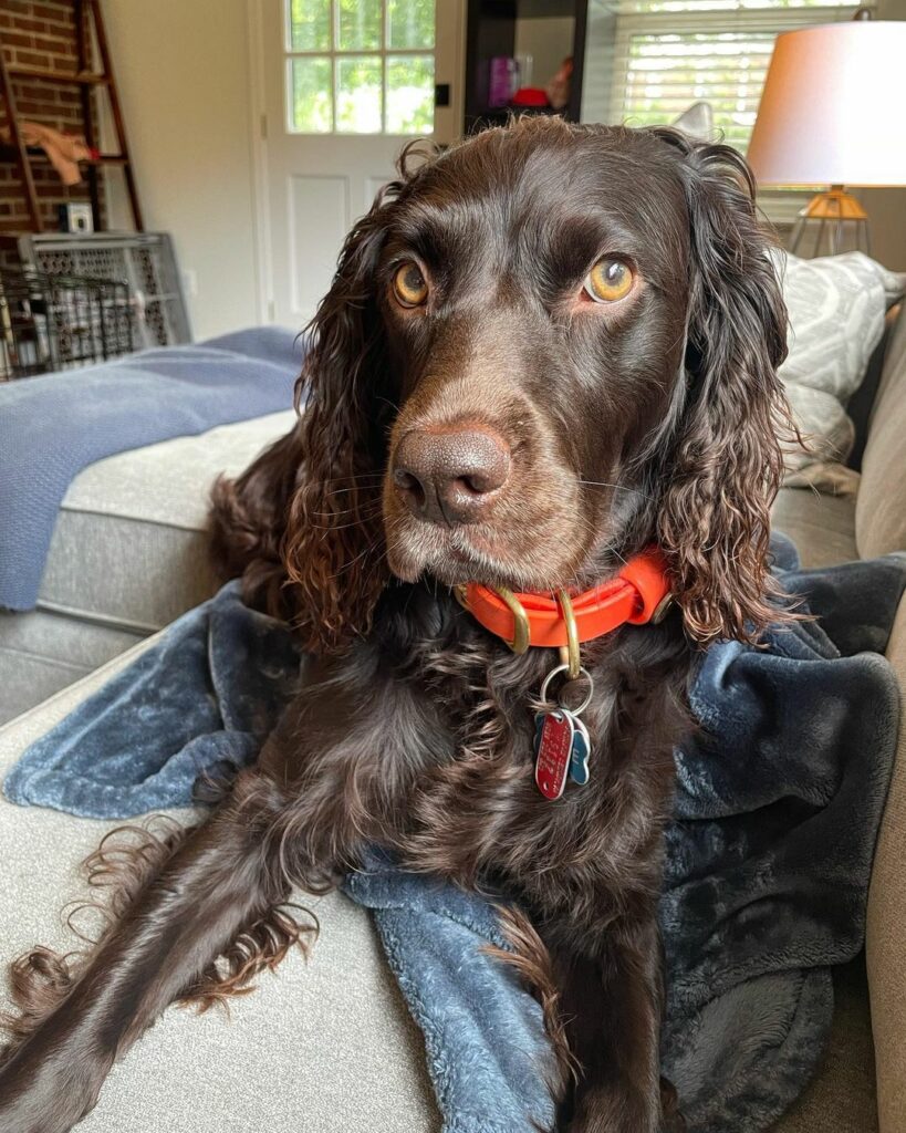 The Boykin Spaniel Colors: Do They Only Come In Brown?