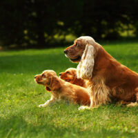 cocker spaniel with puppies