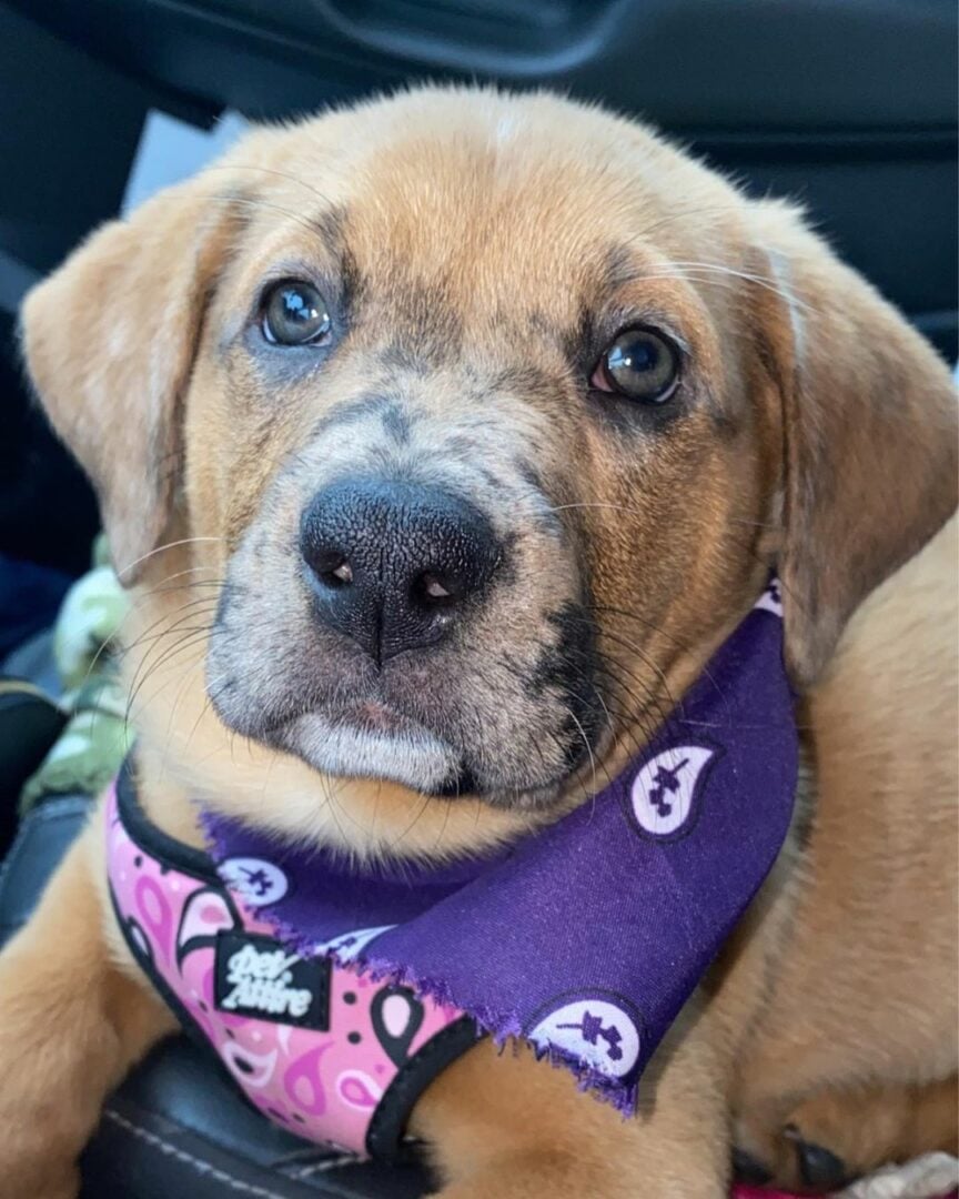 44 Amazing Mastiff Mixes: A Big Collection Of Giant Dogs