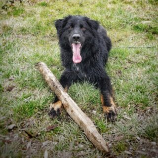 Top 44 Cutest Bernese Mountain Dog Mixes Of All Time