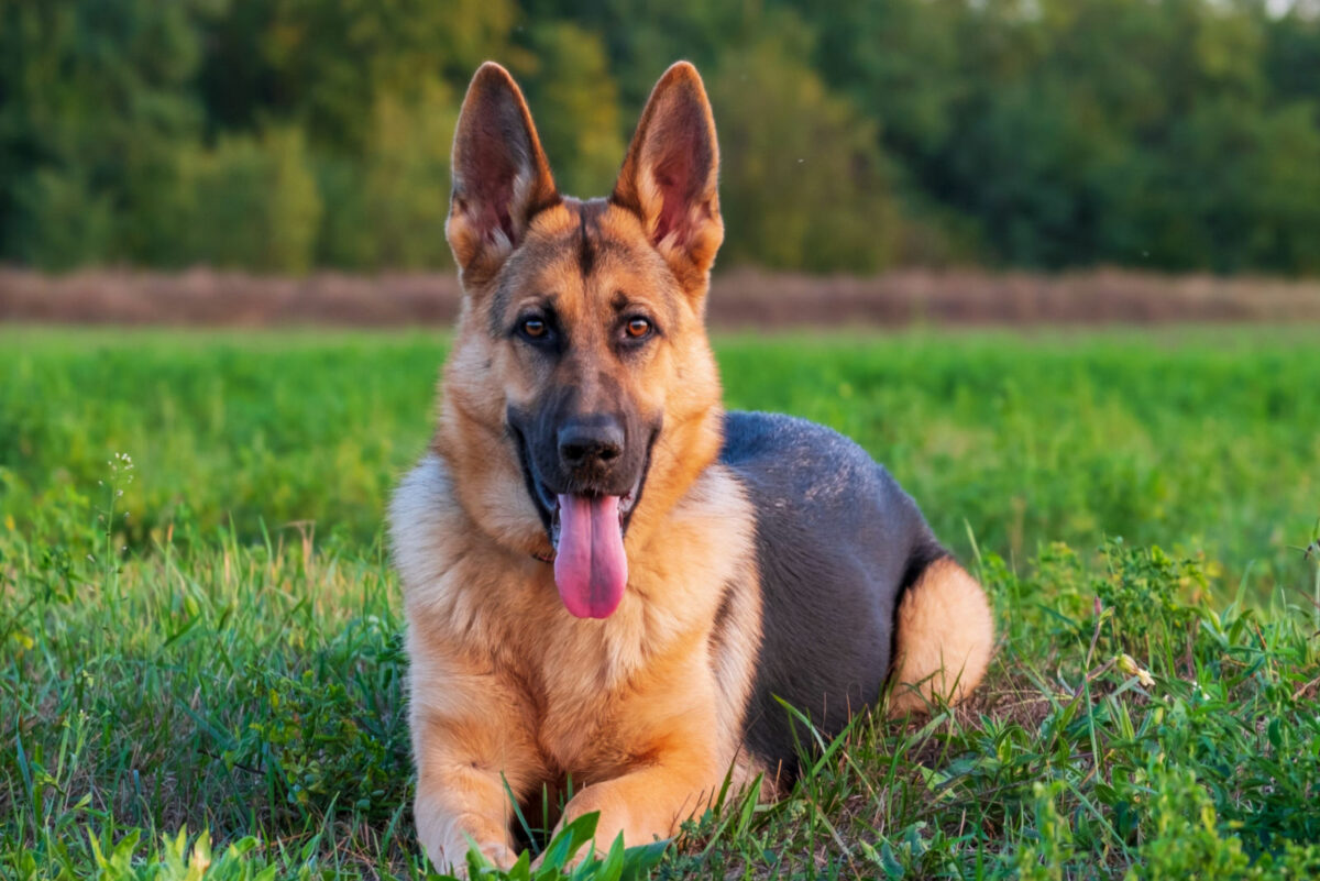 35 Shepherd Dog Breeds: The Best Guide To The Herding Dog