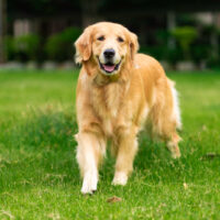 golden retriever standing on the green grass