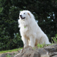 Great Pyrenees Dog Standing On Rocks