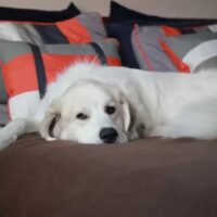 Great Pyrenees lying on bed