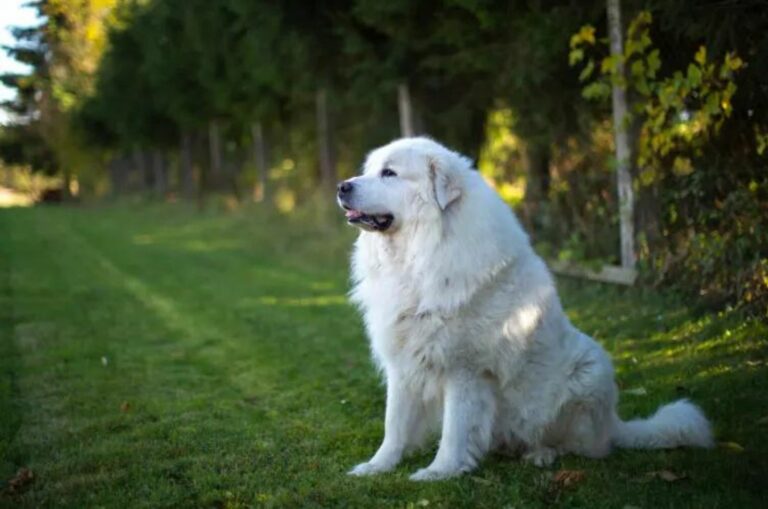 Great Pyrenees Training Tips You Didn’t Know You Needed