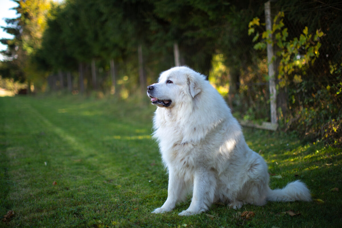 Top 4 Great Pyrenees Breeders In Ontario