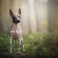 Beautiful young American hairless terrier dog