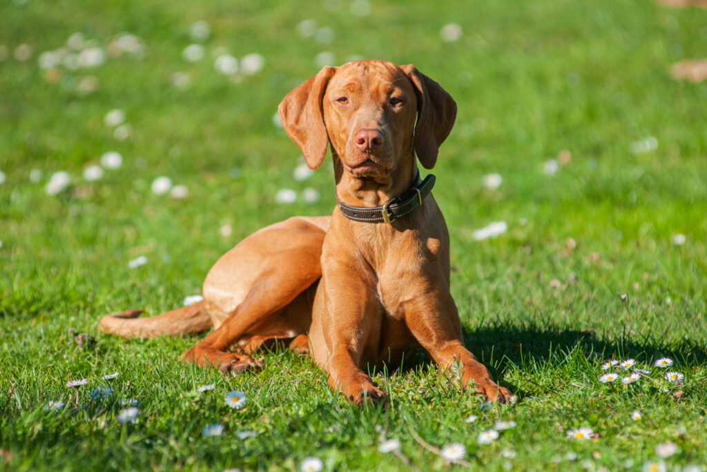 8 Vizsla Colors With Pictures: Choose Your Favorite