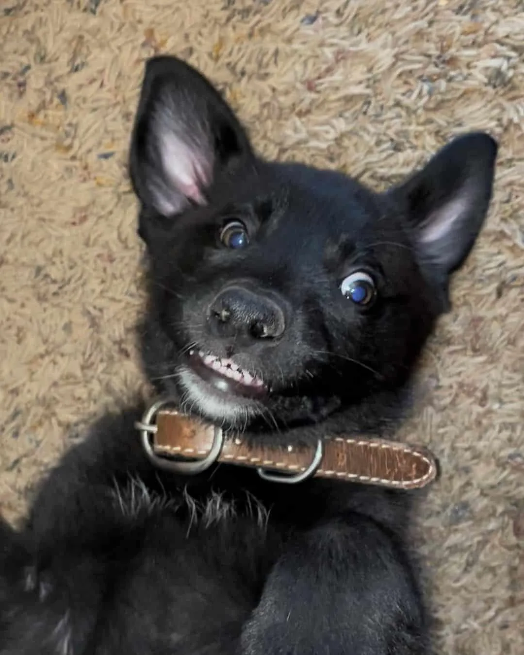 Blue Eyed Dogs: 36 Enchanting Dog Breeds With Cerulean Eyes