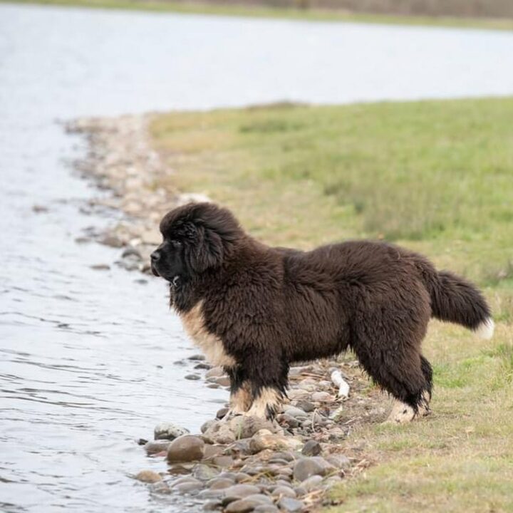 9 Newfoundland Colors With Pictures: Choose Your Favorite