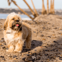 Lhasa Apso puppy playing on beach