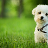 cute maltese dog sitting in grass