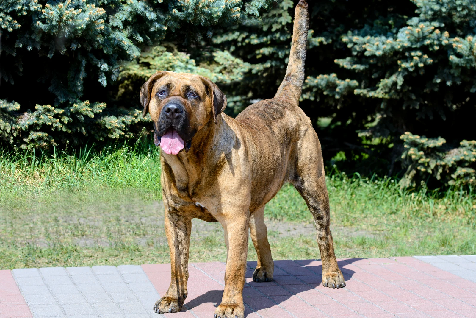 44 Amazing Mastiff Mixes: A Big Collection Of Giant Dogs