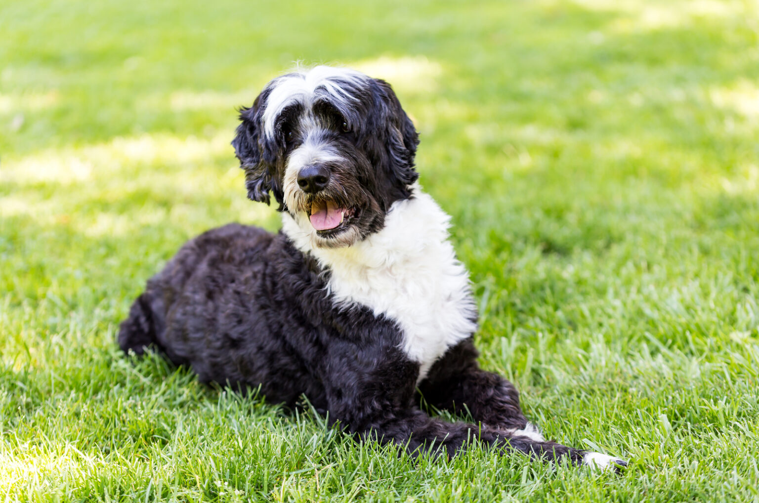 Top 8 Portuguese Water Dog Breeders In The USA And Canada