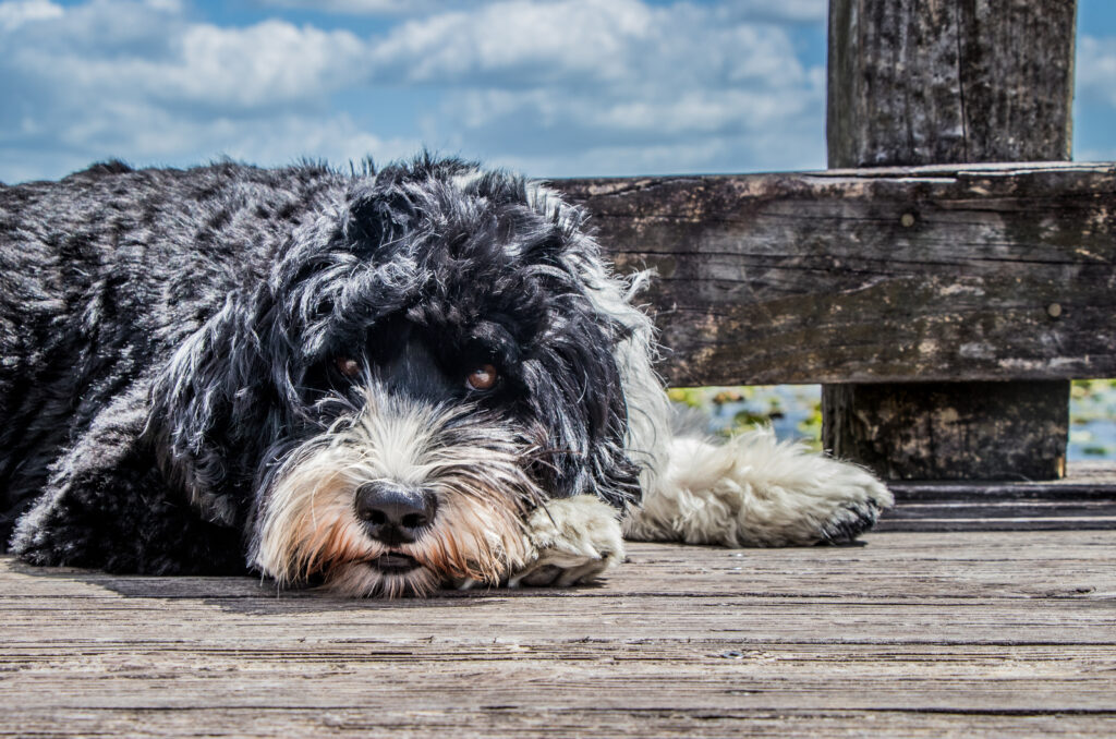 Top 8 Portuguese Water Dog Breeders In The USA And Canada