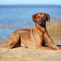 Rhodesian Ridgeback sitting on beach