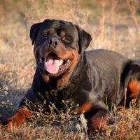 Beautiful Rottweiler dog