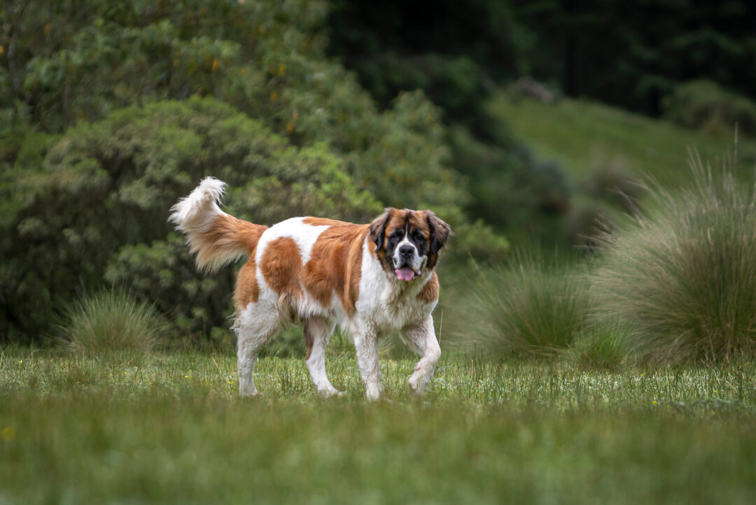 top-5-most-reputable-saint-bernard-breeders-in-ontario