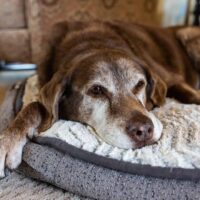 sad dog lying in house