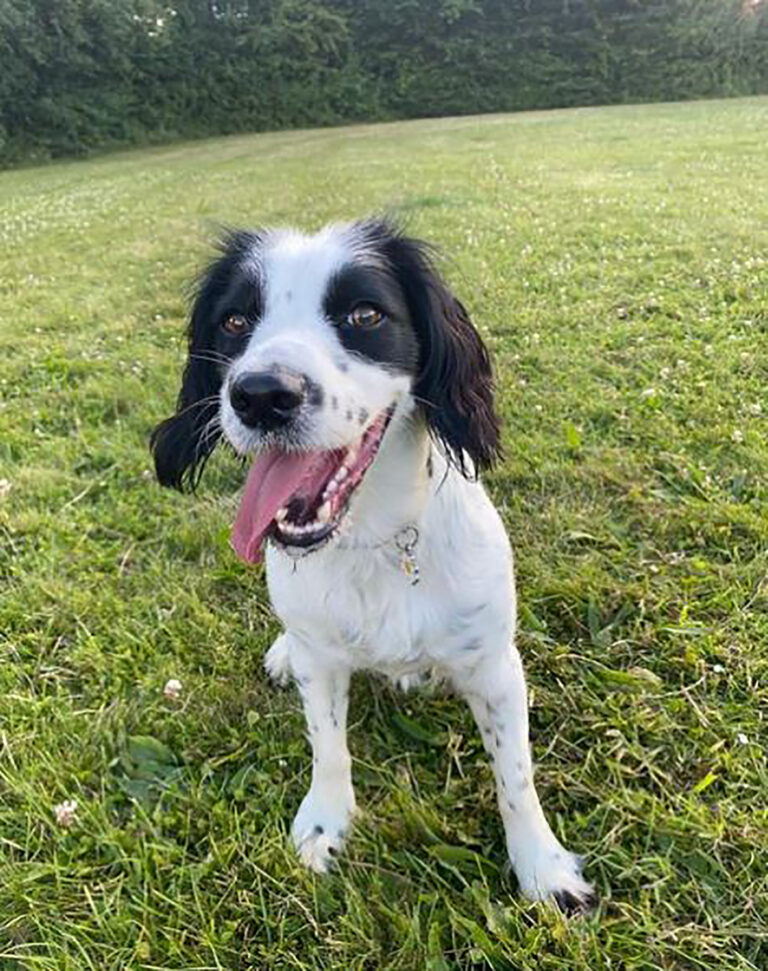 29 Springer Spaniel Mixes You Won’t Be Able To Resist