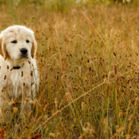 A golden retriever puppy is standing in a field