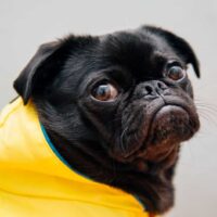 pug wearing yellow raincoat