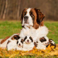 saint bernard with puppies