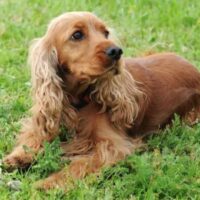 cute Boykin Spaniel