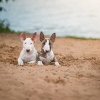 two bull terrier puppies