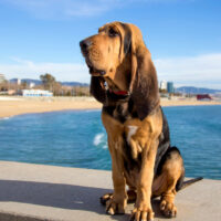 Bloodhound sits by the pool