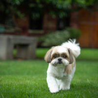 cute shih tzu walking on the grass