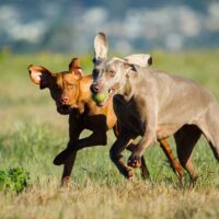 Weimaraner and Vizsla running through field playing