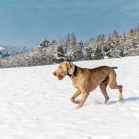 dog runs in the snow