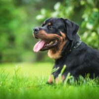 Rottweiler lies on the green grass