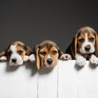 three beagle puppies